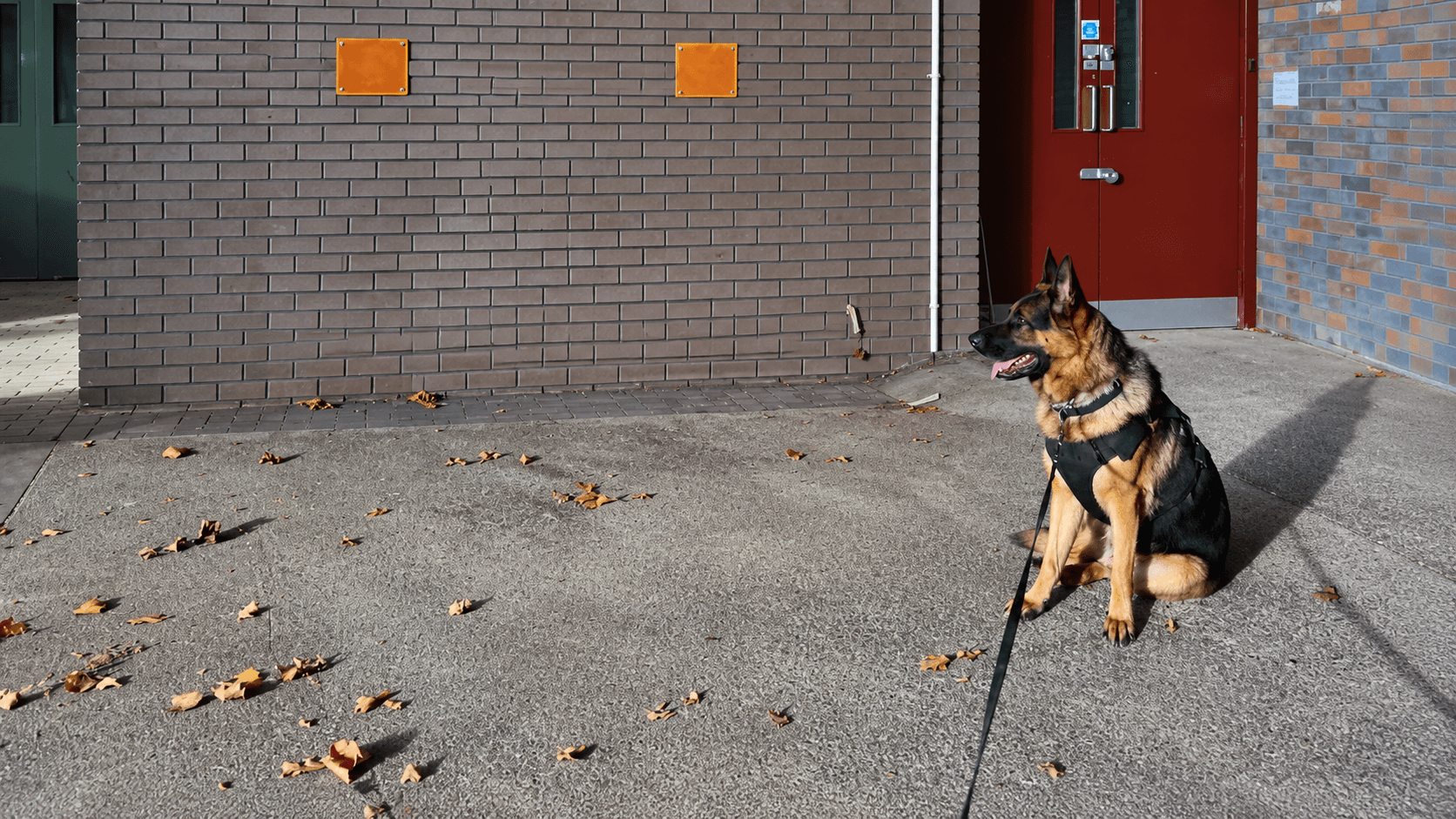 WiseK9 trained security dog on duty
