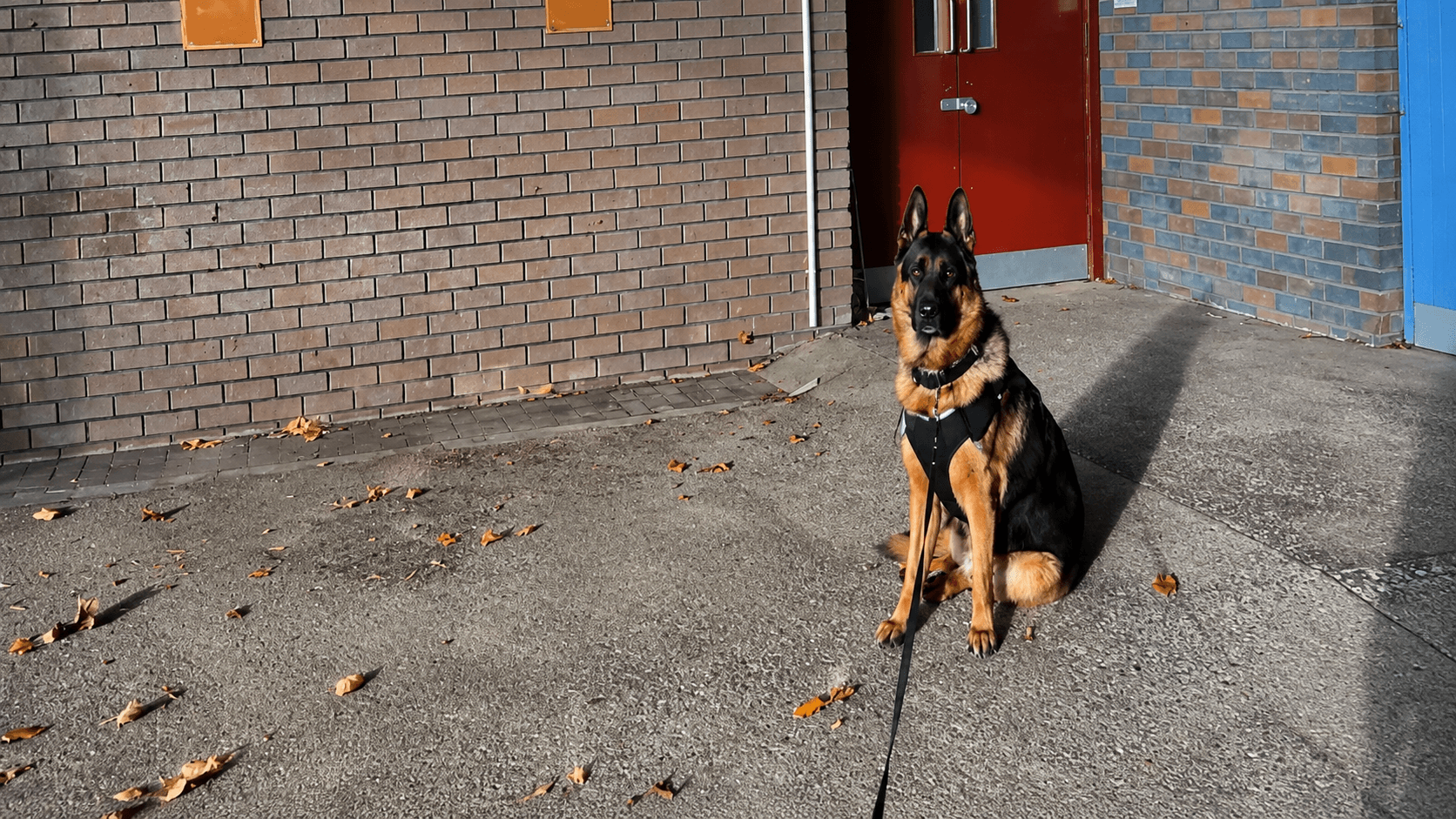 WiseK9 K9 unit guarding a premises entrance