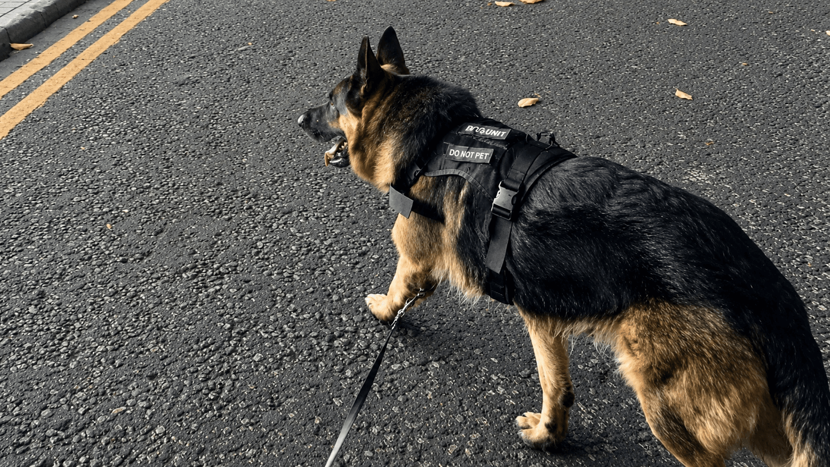 WiseK9 security dog patrolling a commercial site