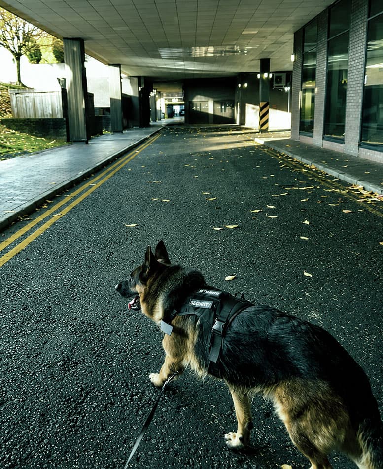 WiseK9 security dog at a commercial site
