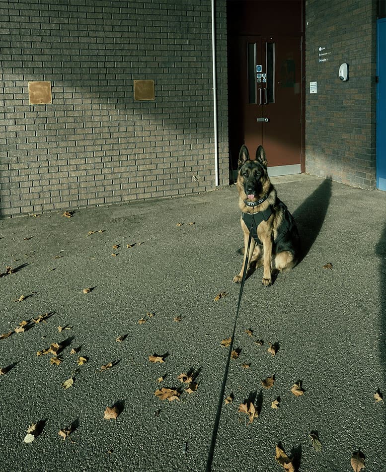 WiseK9 security dog at a commercial site