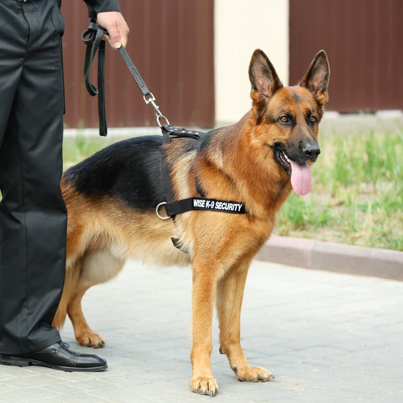 Canine Security service