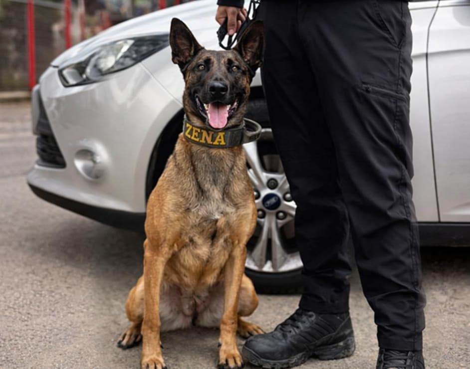 Wise-K9 Canine Security